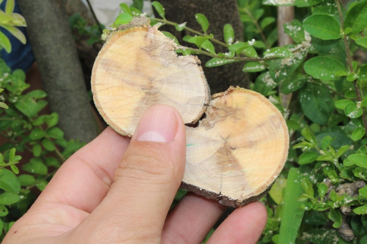 Handheld Multifunction Garden Saw